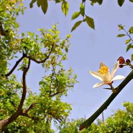 Terra Dei Limoni Calabernardo
